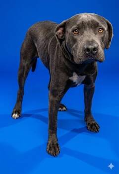 Mixed Breed Dogs Available for Adoption - ACE | PetCurious