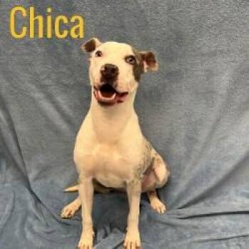 Rescue Pit Bull Terrier Dogs for Adoption in Pleasantville, New Jersey - Chica | PetCurious