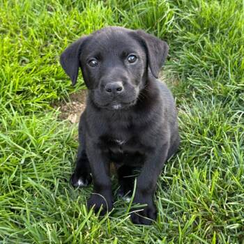 Black Labrador Retriever and Mixed Breed Dogs Available for Adoption - Hansen - Artemis II | PetCurious