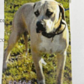 Draco -  Cane Corso and Mixed Breed Dog for Adoption in Jupiter, Florida - Draco | PetCurious