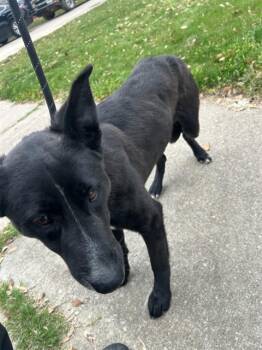 Mixed Breed Dogs Available for Adoption - BLUEY | PetCurious