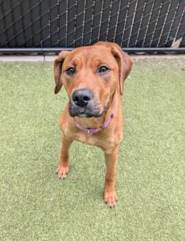 Meemaw -  Mixed Breed Dog for Adoption in Bellevue, Washington - Meemaw | PetCurious