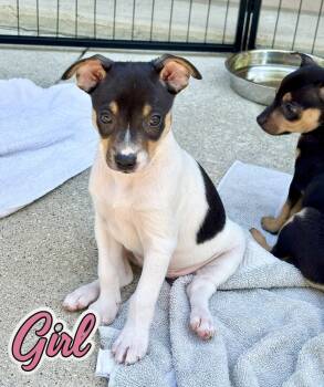 Rat Terrier and Jack Russell Terrier Dogs Available for Adoption in Armada, Michigan - Lala And Gibbs | PetCurious