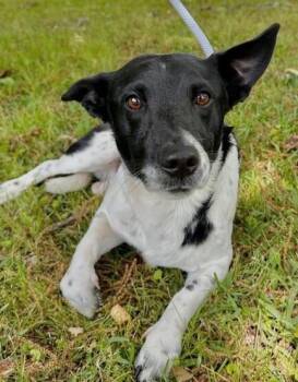 Jack Russell Terrier and Rat Terrier Dogs Available for Adoption in Washington, District Of Columbia - Beau | PetCurious