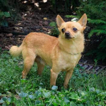 Boots -  Chihuahua Dog for Adoption in Versailles, Kentucky - Boots | PetCurious