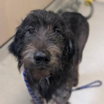 Rosebud -  Goldendoodle Dog for Adoption in Fenton, Michigan - Rosebud | PetCurious