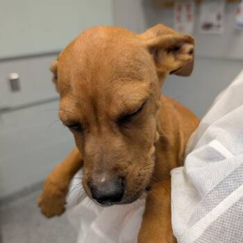 Guitar -  Mixed Breed Dog for Adoption in Greenville, South Carolina - Guitar | PetCurious