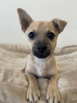 Mixed Breed Dogs Available for Adoption in Thousand Oaks, California - Cupe | PetCurious