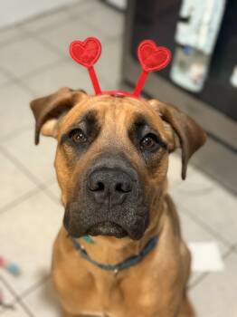 Mastiff Dogs Available for Adoption in Fairfield, Connecticut - Croissant | PetCurious
