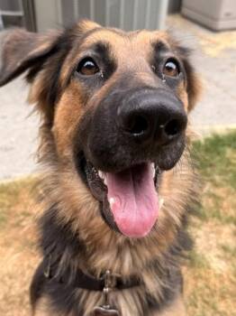 Mavis -  Mixed Breed Dog for Adoption in Bellingham, Washington - Mavis | PetCurious