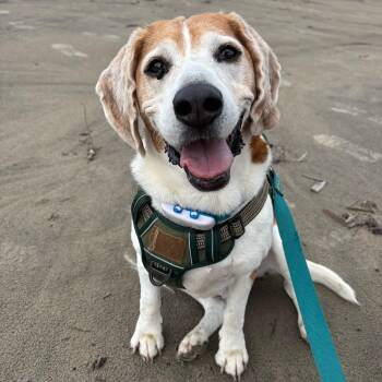 Donnie -  Beagle Dog for Adoption in Toronto, Ontario - Donnie | PetCurious