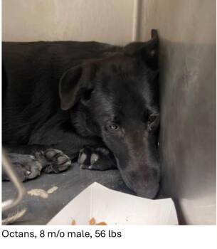 Octans -  Black Labrador Retriever and Shepherd Dog for Adoption in Oswego, Illinois - Octans | PetCurious