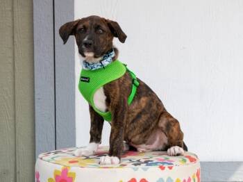Kolter -  Mixed Breed Dog for Adoption in Savage, Minnesota - Kolter | PetCurious