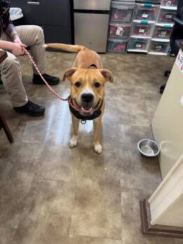 Pit Bull Terrier Dogs Available for Adoption - Guinness | PetCurious