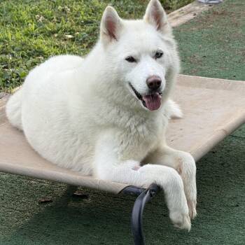 Athena -  Siberian Husky Dog for Adoption in Spring City, Pennsylvania - Athena | PetCurious
