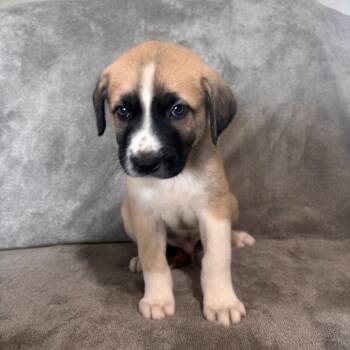 Latte -  Pit Bull Terrier and Great Pyrenees Dog for Adoption in West Jordan, Utah - Latte | PetCurious