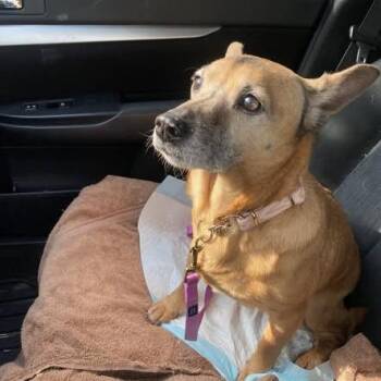 Chihuahua and Dachshund Dogs Available for Adoption in Dayton, Ohio - Sammy | PetCurious
