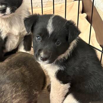 Border Collie and Mixed Breed Dogs Available for Adoption in Flagstaff, Arizona - T-Bone | PetCurious