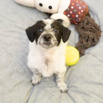 Tai -  Terrier Dog for Adoption in Los Angeles, California - Tai | PetCurious
