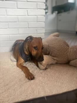 Rescue Mixed Breed Dogs for Adoption in Richmond, Virginia - PEANUT | PetCurious