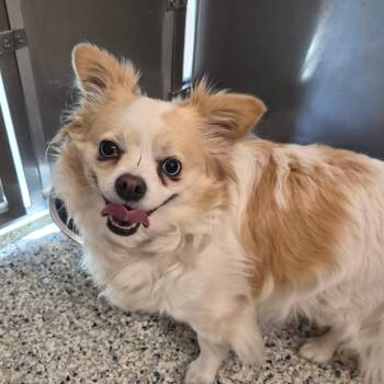 Chihuahua Dogs Available for Adoption in Wilmington, Delaware - Honey | PetCurious