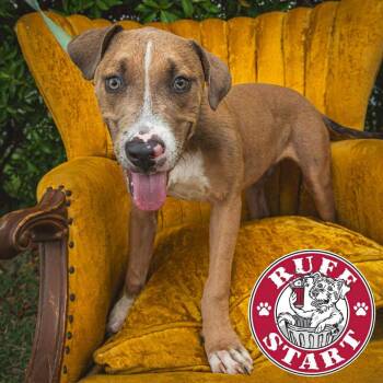 Mixed Breed Dogs Available for Adoption in Frederiksted, St. Croix - Rambo | PetCurious