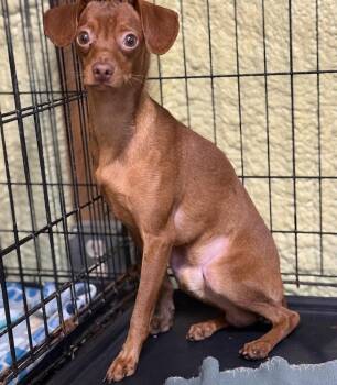 Callaway -  Chihuahua and Dachshund Dog for Adoption in Muskegon, Michigan - Callaway | PetCurious