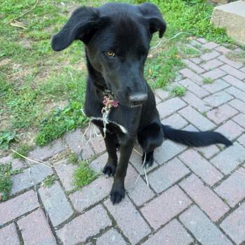 Gypsy 22480 -  Beagle and Black Labrador Retriever Dog for Adoption in Minneapolis, Minnesota - Gypsy 22480 | PetCurious