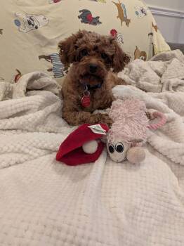 Poodle Dogs Available for Adoption - Ruby | PetCurious