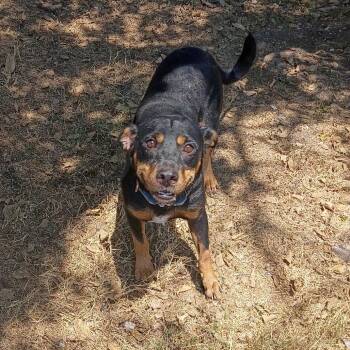Bowler D46539 -  Rottweiler and Mixed Breed Dog for Adoption in Corsicana, Texas - Bowler D46539 | PetCurious