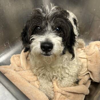 Ivan -  Miniature Schnauzer and Miniature Poodle Dog for Adoption in Birmingham, Alabama - Ivan | PetCurious