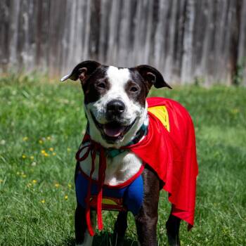 Babe Ruth -  American Staffordshire Terrier and Boston Terrier Dog for Adoption in Houston, Texas - Babe Ruth | PetCurious