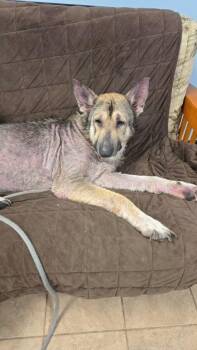 ALF -  German Shepherd Dog Dog for Adoption in Marion, Ohio - ALF | PetCurious