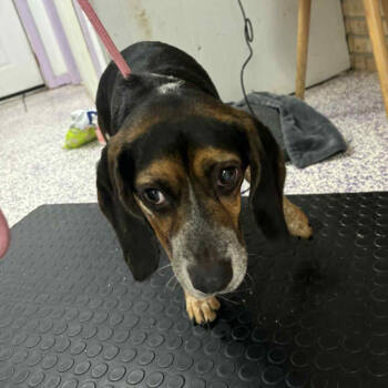 Rescue Beagle Dogs for Adoption in Northbrook, Illinois - Chardonnay | PetCurious