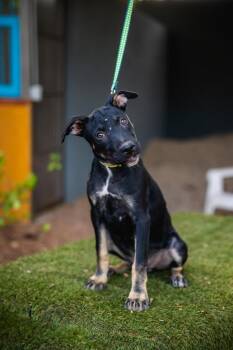 Anastacia -  Rat Terrier and Jindo Dog for Adoption in Anacortes, Washington - Anastacia | PetCurious