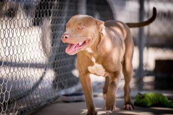 Pit Bull Terrier Dogs Available for Adoption in Twentynine Palms, California - Misty | PetCurious