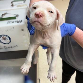5050 -  Mixed Breed Dog for Adoption in Columbus, Georgia - 5050 | PetCurious