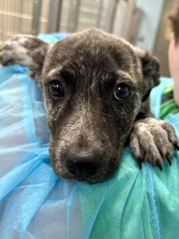 Shivers -  Mixed Breed Dog for Adoption in Wichita, Kansas - Shivers | PetCurious