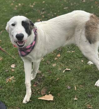 Rescue Great Pyrenees Dogs for Adoption in Mokena, Illinois - Daisy Mae | PetCurious