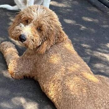 Pablo -  Goldendoodle Dog for Adoption in Larkfield-wikiup, California - Pablo | PetCurious