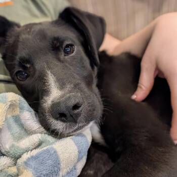 Black Bean -  Shepherd Dog for Adoption in Brockport, New York - Black Bean | PetCurious