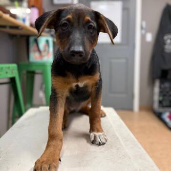 Magnolia -  Mixed Breed Dog for Adoption in Tacoma, Washington - Magnolia | PetCurious