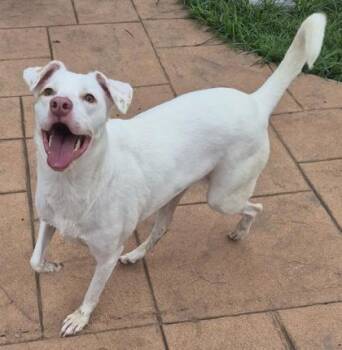 Snow -  Terrier and Mixed Breed Dog for Adoption in Shreveport, Louisiana - Snow | PetCurious