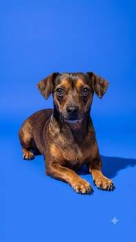 CHILI CHEESE DOG -  Mixed Breed Dog for Adoption in Jacksonville, Florida - CHILI CHEESE DOG | PetCurious