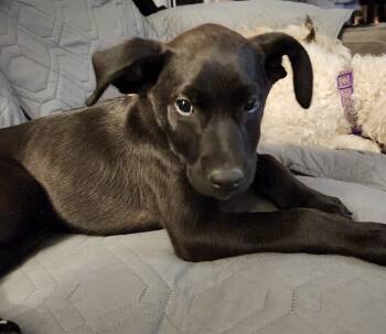 Rescue Labrador Retriever and Collie Dogs for Adoption in Boulder, Colorado - Derek | PetCurious