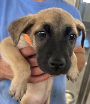 Rescue German Shepherd Dog and Mixed Breed Dogs for Adoption in Sedalia, Colorado - Faye | PetCurious