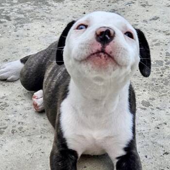 Anna* -  Pit Bull Terrier and Boxer Dog for Adoption in San Gabriel, California - Anna* | PetCurious