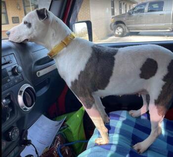 Nanook -  Hound and Terrier Dog for Adoption in Sheboygan, Wisconsin - Nanook | PetCurious