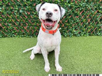 Rescue Mixed Breed Dogs for Adoption in West Palm Beach, Florida - MAX | PetCurious