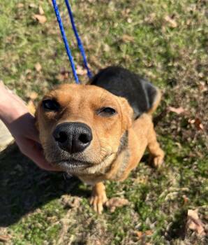 Rescue Mixed Breed Dogs for Adoption in Conway, South Carolina - Meet Meadow — Former Teen Mom, Current Best Friend Material! | PetCurious